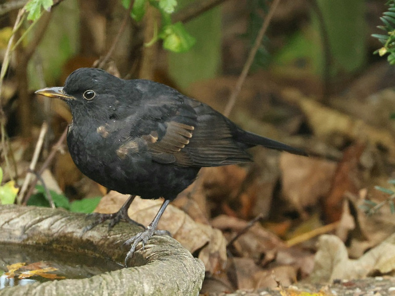 Blackbird - Tony Broom.