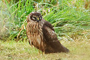 Hen Harrier - Tony Broom.