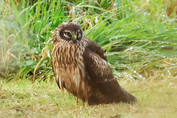 Hen Harrier - Tony Broom.