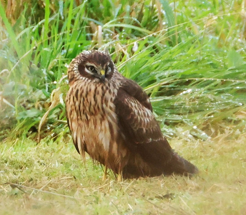 Hen Harrier - Tony Broom.