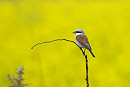 Red-backed Shrike - Thomas Willoughby