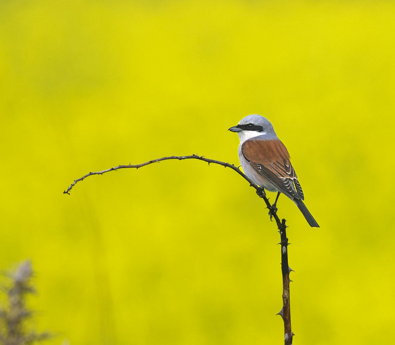 Red-backed Shrike - Thomas Willoughby