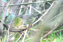 Raddes Warbler - Thomas Willoughby.