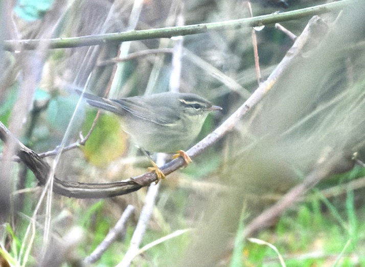 Raddes Warbler - Thomas Willoughby.