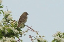 Rosefinch - Tony Hull.