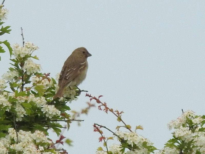 Rosefinch - Tony Hull.