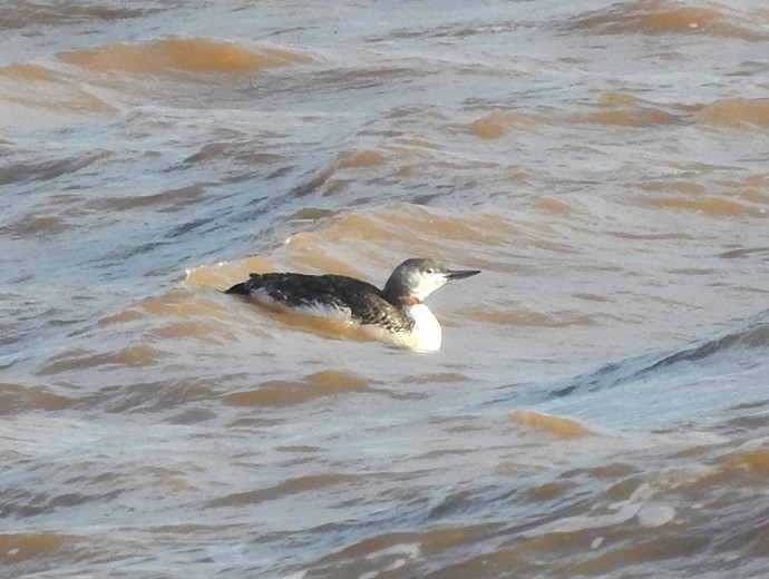 Red-throated Diver - Tony Hull.