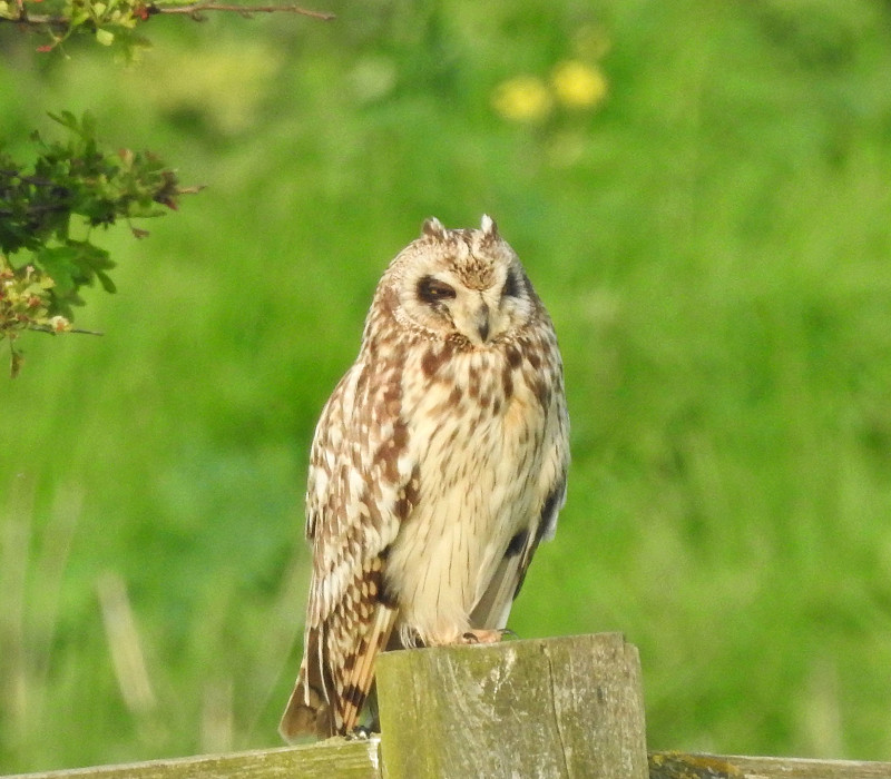 Short-eared Owl - Tony Hull.