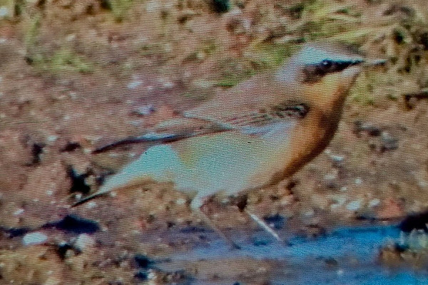 Wheatear - Mick Turton. The latest record for Spurn beating a long standing record from the 23rd November 1966. Anything else happen that year?