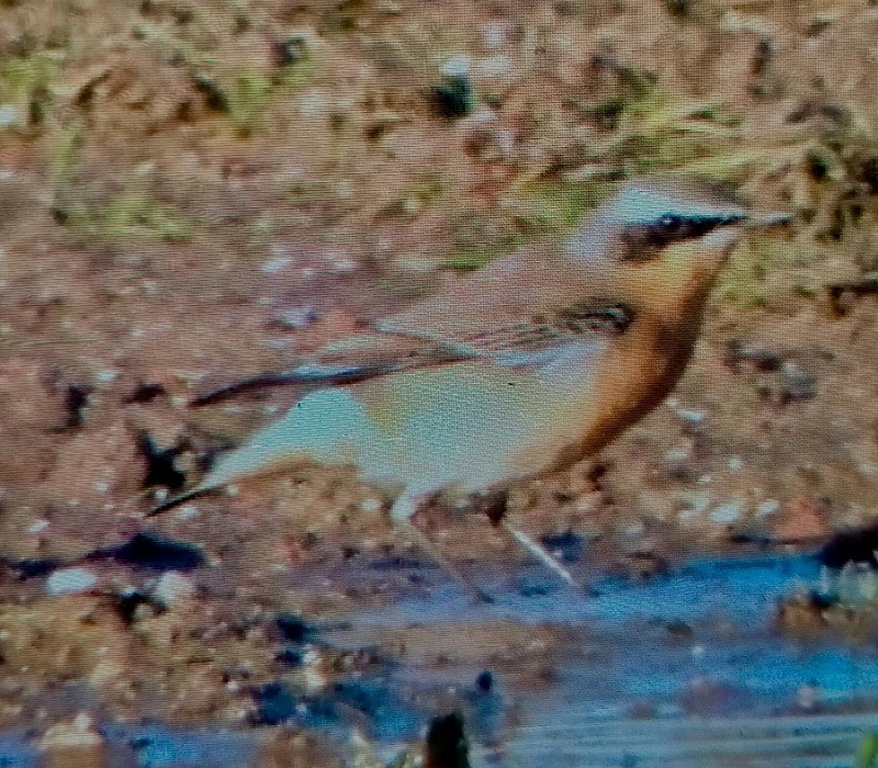 Wheatear - Mick Turton. The latest record for Spurn beating a long standing record from the 23rd November 1966. Anything else happen that year?