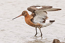 Black-tailed Godwit - Tate Lloyd.