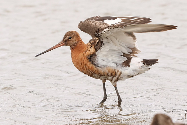 Black-tailed Godwit - Tate Lloyd.