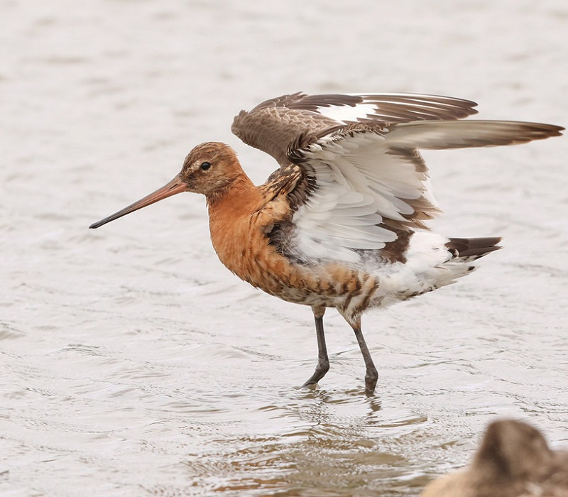 Black-tailed Godwit - Tate Lloyd.