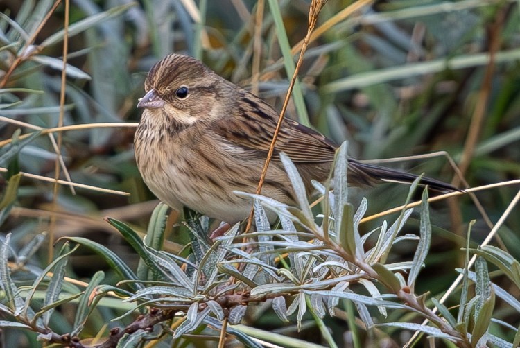 Black-faced Bunting - David Carr.