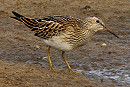 Pectoral Sandpiper - Roy Twigg.