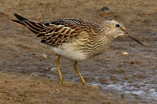 Pectoral Sandpiper - Roy Twigg.