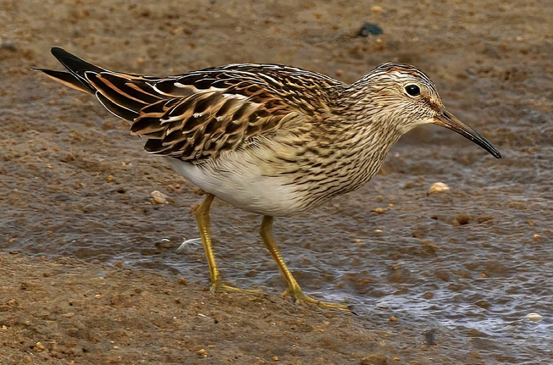 Pectoral Sandpiper - Roy Twigg.