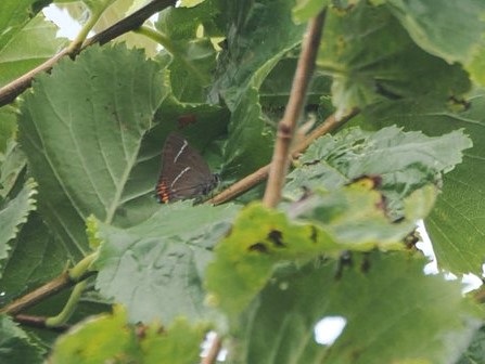 Bird sightings Wednesday, 02 July 2025