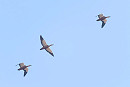 Ruddy Shelducks - Paul Willoughby.