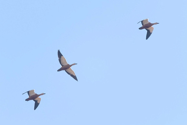 Ruddy Shelducks - Paul Willoughby.