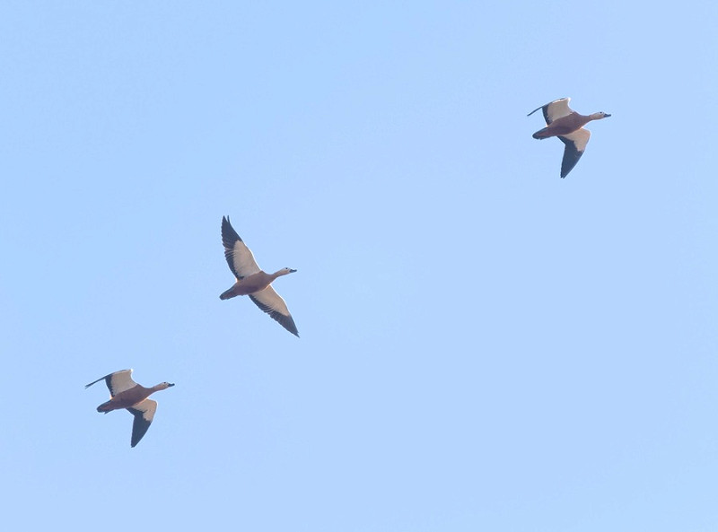 Ruddy Shelducks - Paul Willoughby.