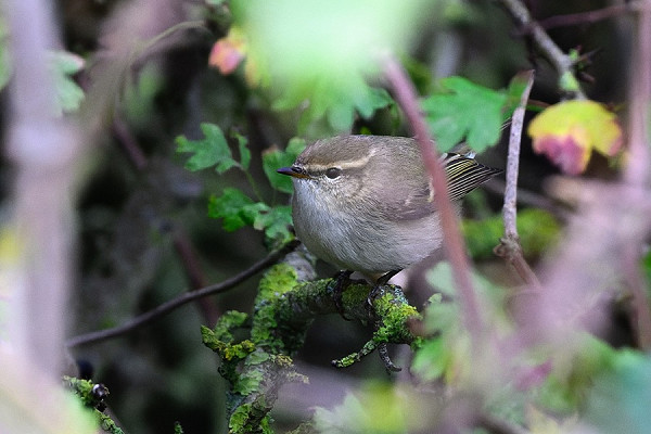 Hume's Warbler - Thomas Willoughby.