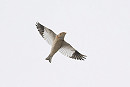 Snow Bunting - Thomas Willoughby.