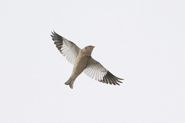 Bird sightings Tuesday, 23 September 2025