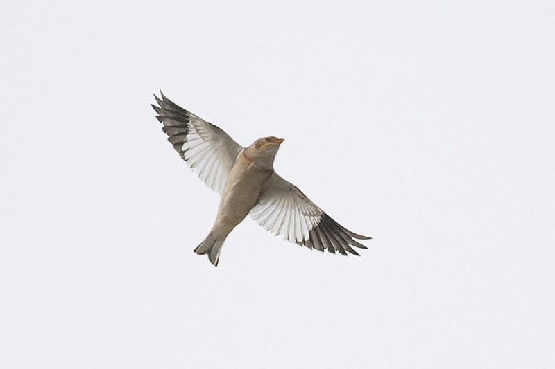 Snow Bunting - Thomas Willoughby.