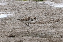 White-rumped Sandpiper - Thomas Willoughby.