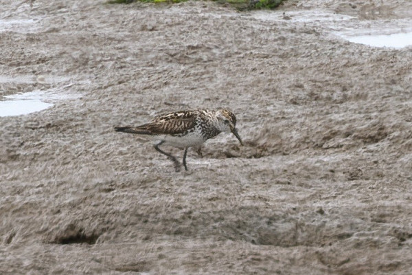 White-rumped Sandpiper - Thomas Willoughby.