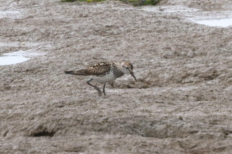 White-rumped Sandpiper - Thomas Willoughby.
