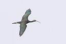 Glossy Ibis - Thomas Willoughby.