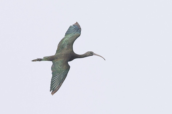 Glossy Ibis - Thomas Willoughby.