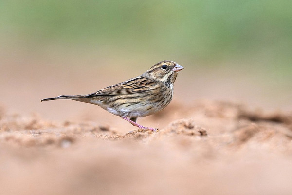 Black-faced Bunting - Thomas Willoughby.
