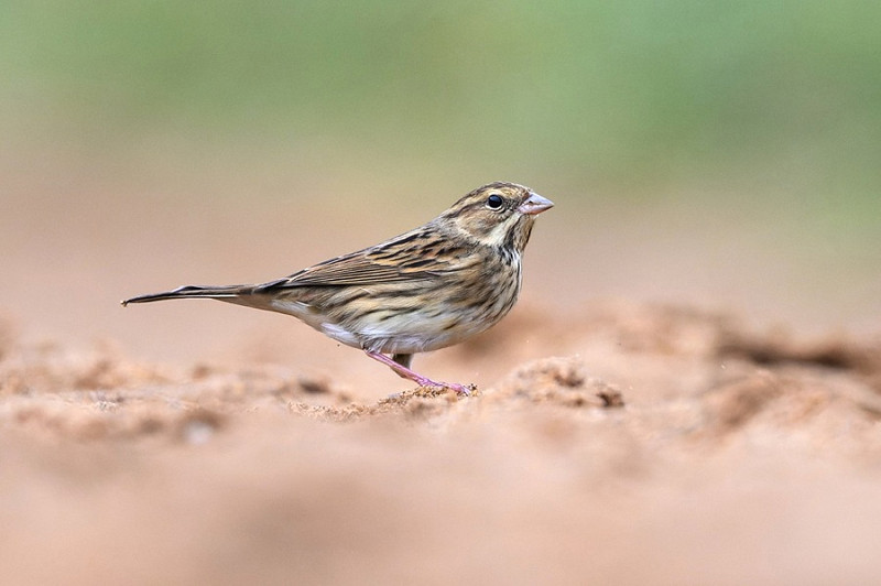 Black-faced Bunting - Thomas Willoughby.