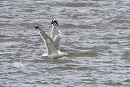 Caspian Gull - Thomas Willoughby.