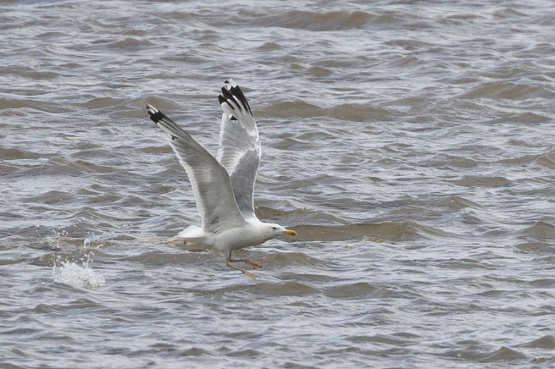 Caspian Gull - Thomas Willoughby.
