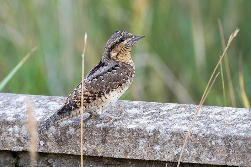 Wryneck - Thomas Willoughby.