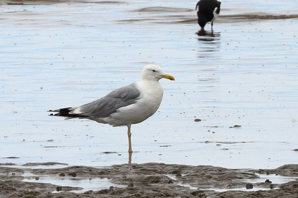 Bird sightings Saturday, 02 August 2025
