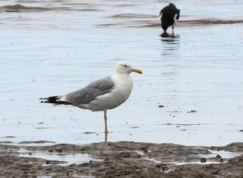 Caspian Gull - Thomas Willoughby.