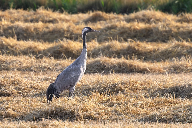 Common Crane - Thomas Willoughby.