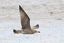 Yellow-legged Gull - Thomas Willoughby.