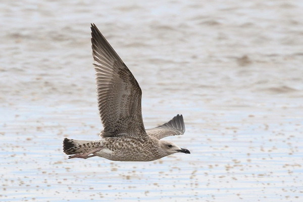 Yellow-legged Gull - Thomas Willoughby.
