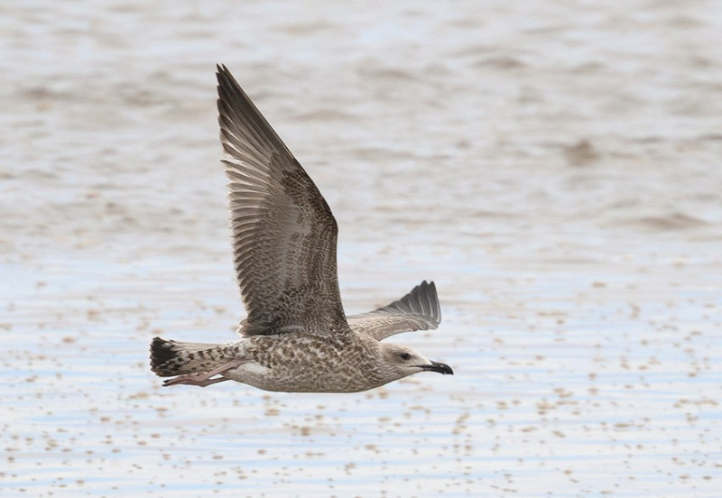 Yellow-legged Gull - Thomas Willoughby.