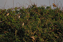 Whitethroats - Harry Appleyard.