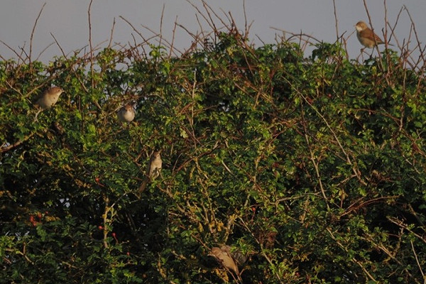 Bird sightings Tuesday, 05 August 2025