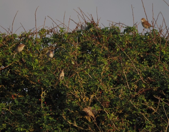 Whitethroats - Harry Appleyard.
