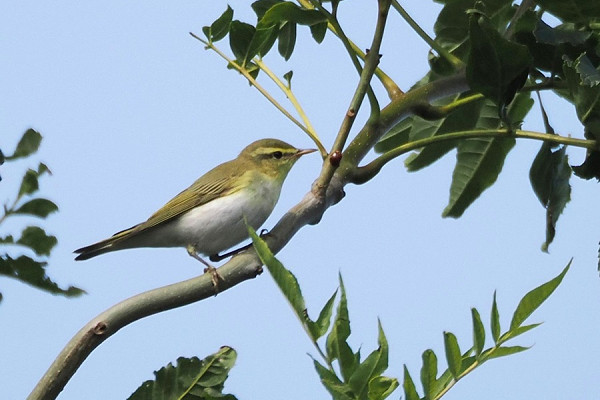 Wood Warbler - Harry Appleyard.