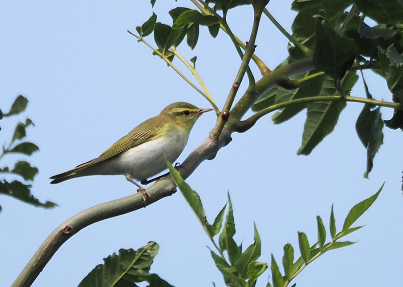 Wood Warbler - Harry Appleyard.